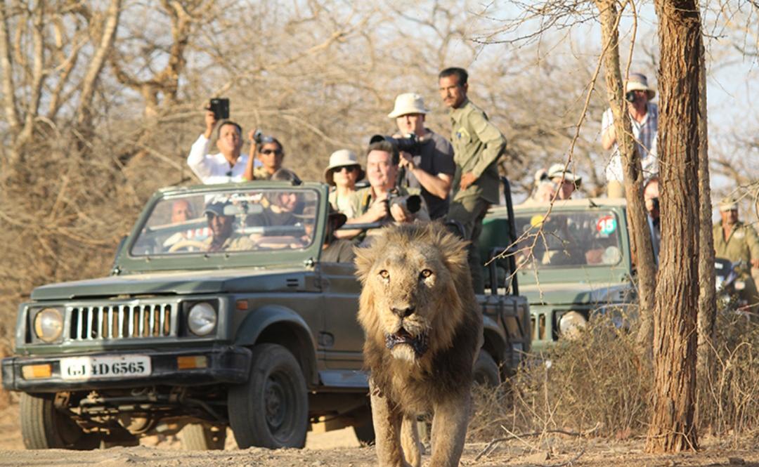 Sasan Gir